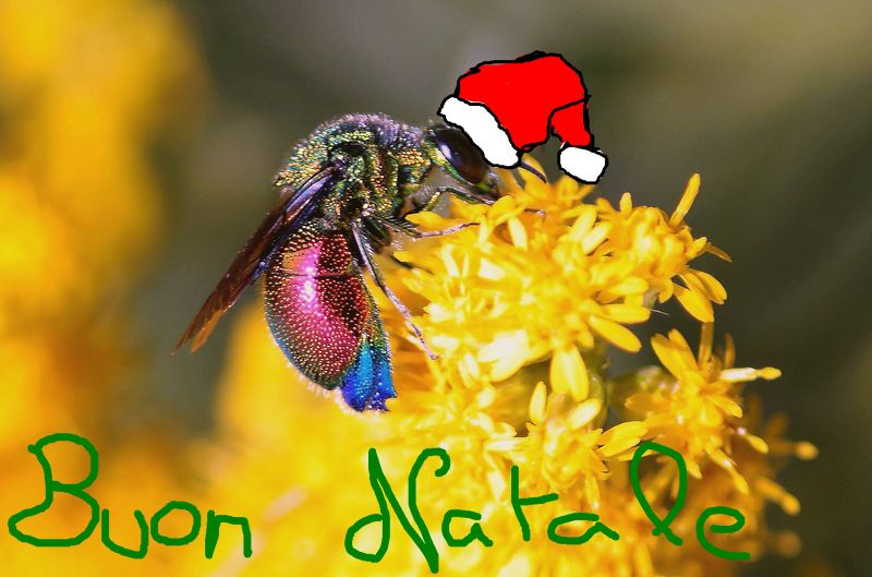 Auguri !!!!!!!!